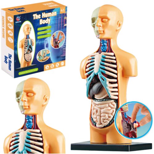  Educational Anatomical Model Human Body Organs Cijene