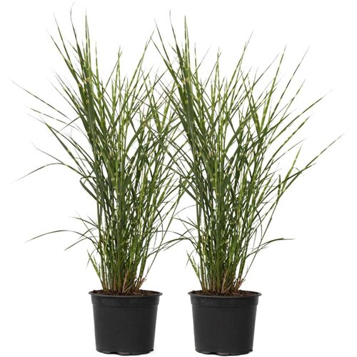 Plant in a Box kitajski trstikovec - 2 kos - miscanthus 'zebrinus' - višina 20-30cm - ⌀23cm, (21757661) Cene