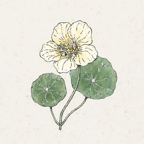 Tropaeolum majus "Milkmaid" (Kapucinka) - 1 pkt. Cene