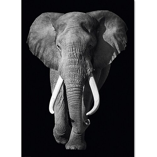  Dekorativni panel (Kings of Nature – elephant, 100 x 140 cm) Cene