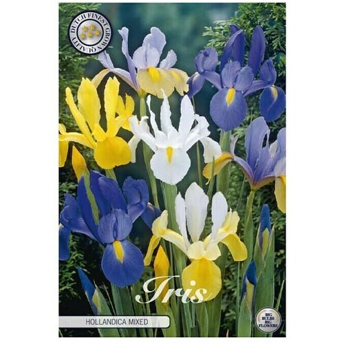  Cvjetne lukovice Iris Hollandica Mixied (Mje&amp;scaron;ane boje, Botanički opis: Iris) Slike