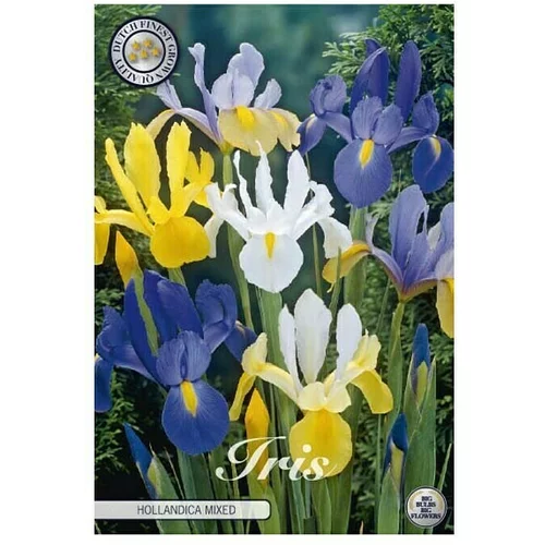  Cvjetne lukovice Iris Hollandica Mixied (Mješane boje, Botanički opis: Iris)