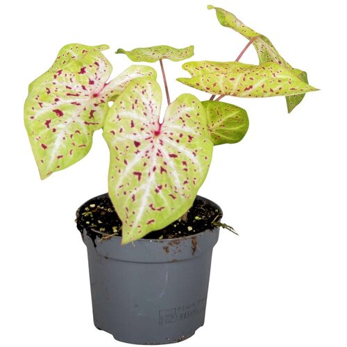 Plant in a Box kaladij - caladium 'miss muffet' - višina 25-40cm - ⌀12cm, (21814280) Cene