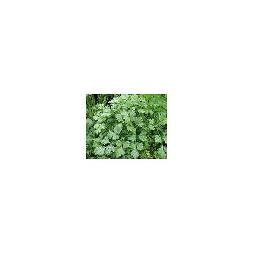 INSTITUT DR JOSIF PANČIĆ Institut Josif Pančić Čaj per&scaron;un list, 50g Cene