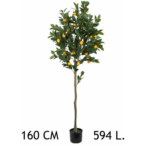 Lilium dekorativno stablo limuna 160cm 567307 Slike