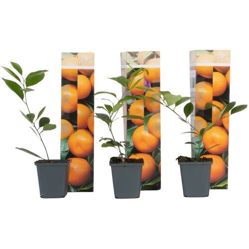 Plant in a Box Pomarančevo drevo - 3 kosi - Citrus mitis Calamondin - Višina 25-40cm - ⌀9cm, (21873217) Cene