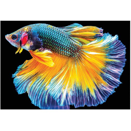  250 KOM COLORFUL NATURE 6 FISH INTERDRUK Slike