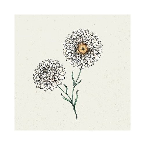 Jora Dahl Slamnik Helichrysum Bracteatum &amp;quot;white&amp;quot; Slike