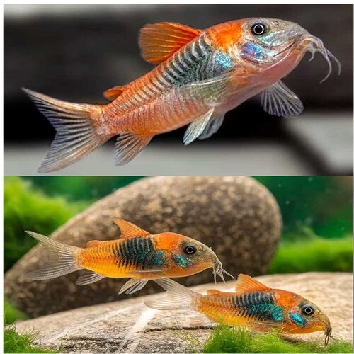 Akvarijum Centar orange venezuela cory Cene