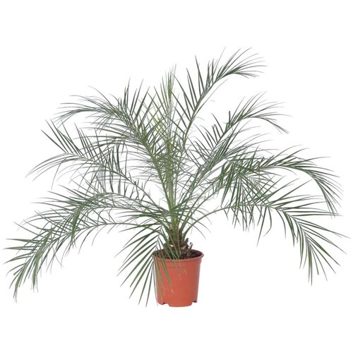Plant in a Box kanarski datljevec - phoenix roebelenii - višina 80-90cm - ⌀21cm, (21758001) Cene