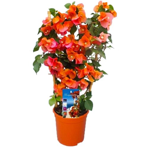 Plant in a Box Bugenvilija - Bougainvillea 'Dania' - Višina 50-60cm - ⌀17cm, (21778532) Cene