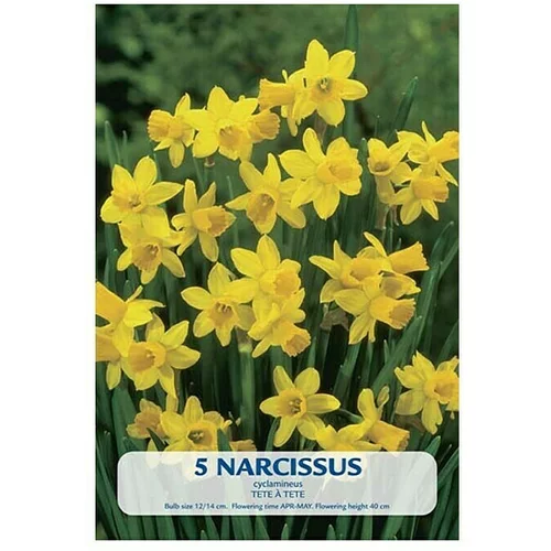  Cvjetne lukovice Narcisa Tete á Tete (Žuta, Botanički opis: Narcissus)
