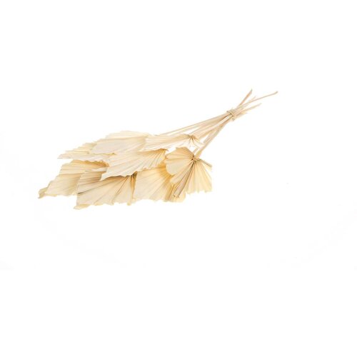 Plant in a Box posušeno cvetje - 10 kos - bouquet 'palmspear bleached white' - šopek, (21758366) Cene