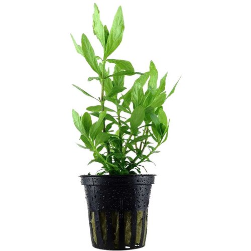 Rainforest Hygrophila polysperma Cene