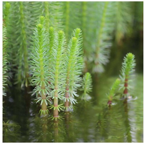 Rainforest Hippuris vulgaris Cene