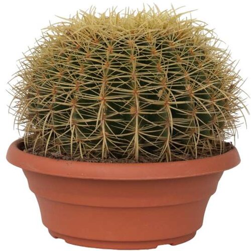 Plant in a Box zlati sodasti kaktus - echinocactus grusonii - vi&amp;scaron;ina 25-35cm - ⌀25cm, (21758193) Slike