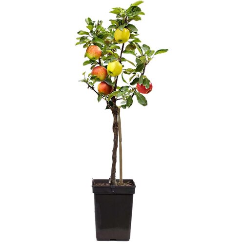 Plant in a Box jablan - malus - vi&amp;scaron;ina 60-70cm - ⌀17cm, (21757774) Slike