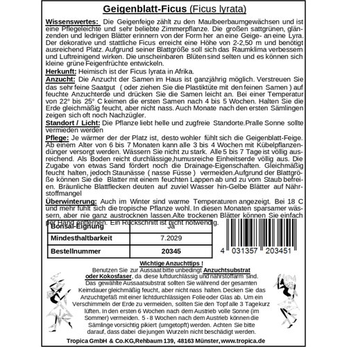 TROPICA Lirastolisti fikus - 100 zrn. Cene