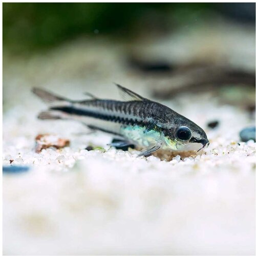 Akvarijum Centar Corydoras pigmeus Cene