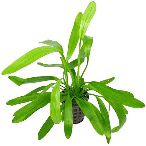 Rainforest Echinodorus uruguayensis Cene