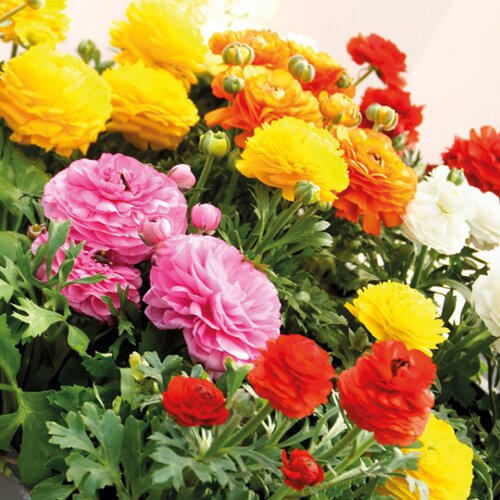 Royal De Ree Ranunculus P Mix 10/1 Cene