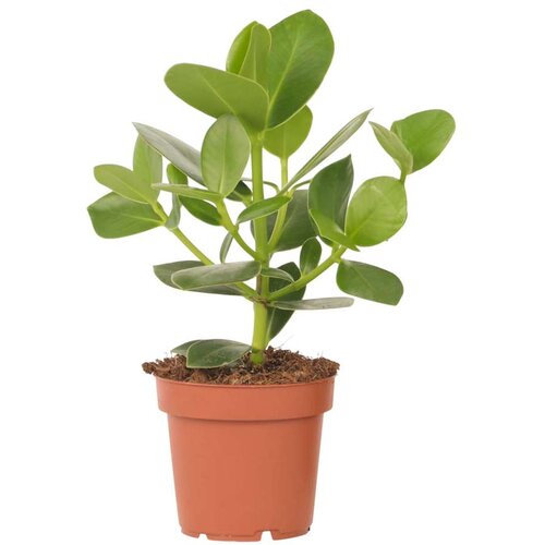 Plant in a Box Balzam jabolko - Clusia rosea 'Princess' - Višina 25-35cm - ⌀12cm, (21758105) Cene
