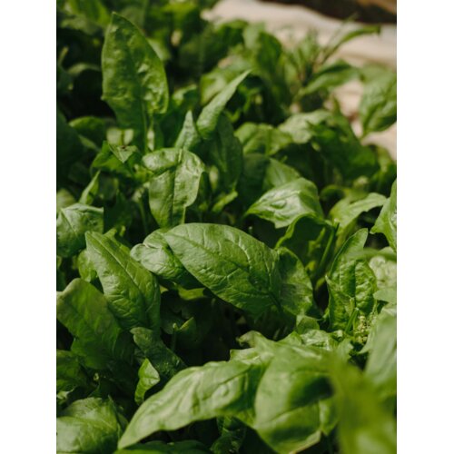 Venture Home poster Green Leaf 30 &times; 40 cm, zeleni Cijene