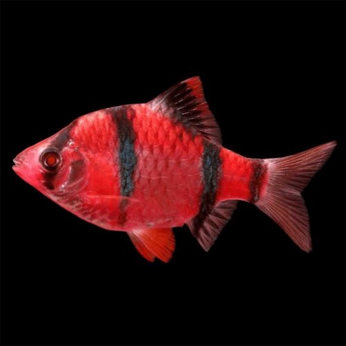  puntius semifasciolatus - barbus glow crveni Cene