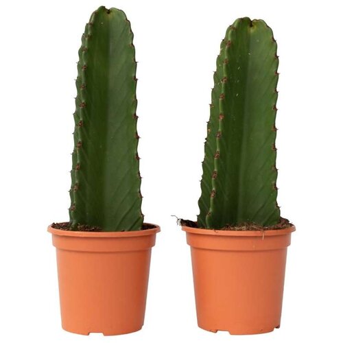 Plant in a Box Mleček - 2 kos - Euphorbia ingens - Višina 40-50cm - ⌀18cm, (21758115) Cene