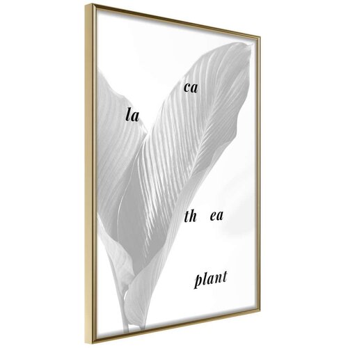  Poster - Calathea Leaves 20x30 Slike