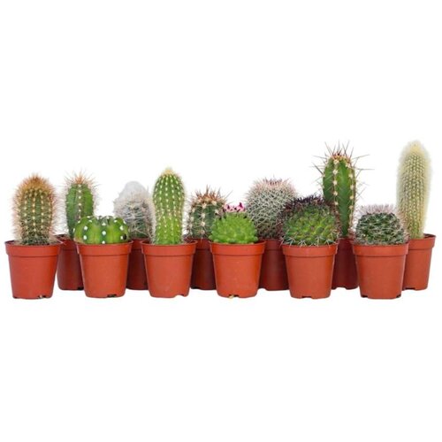 Plant in a Box mešanica za mini kaktuse - 12 kos - cactus - višina 5-10cm - ⌀5,5cm, (21758179) Cene