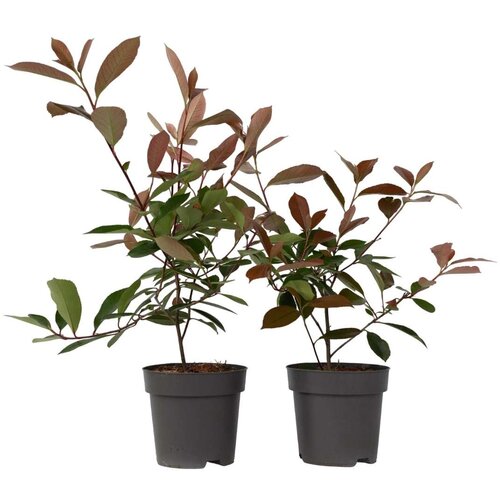Plant in a Box fotinija - 2 kos - photinia fraseri &amp;#039;red robin&amp;#039; - vi&amp;scaron;ina 30-40cm - ⌀17cm, (21757436) Slike