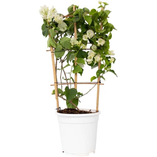 Plant in a Box Bugenvilija - Bougainvillea 'Dania' - Višina 50-60cm - ⌀17cm, (21778533) Cene
