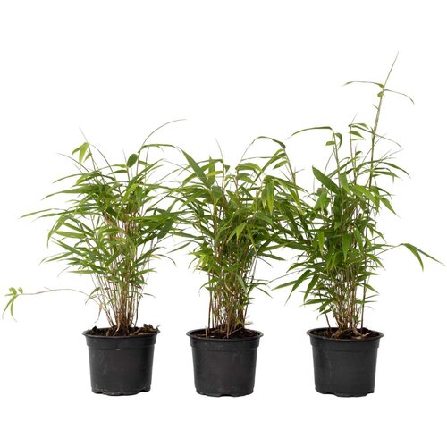 Plant in a Box bambus - 6 kos - fargesia papyrifera &amp;#039;grex&amp;#039; - vi&amp;scaron;ina 30-40cm - ⌀13cm, (21757544) Slike