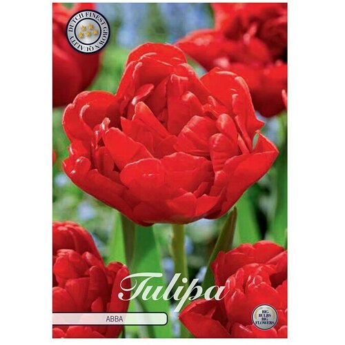  Cvjetne lukovice Tulipan Abba (Crvena, Botanički opis: Tulipa) Cijene