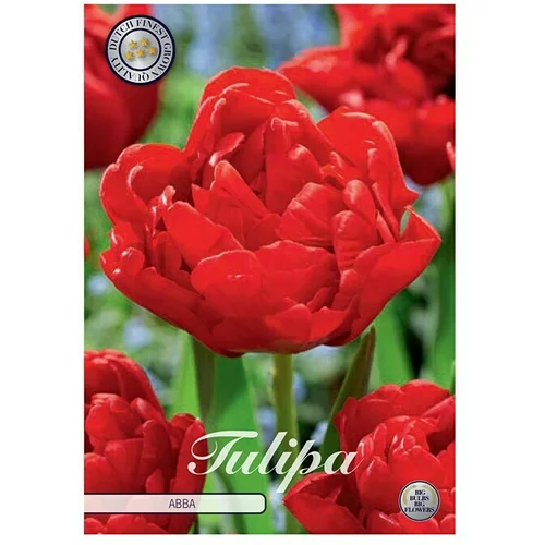  cvjetne lukovice Tulipan Abba (Crvena, Botanički opis: Tulipa)