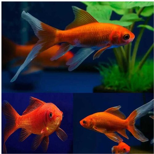 Akvarijum Centar Comet goldfish Cene