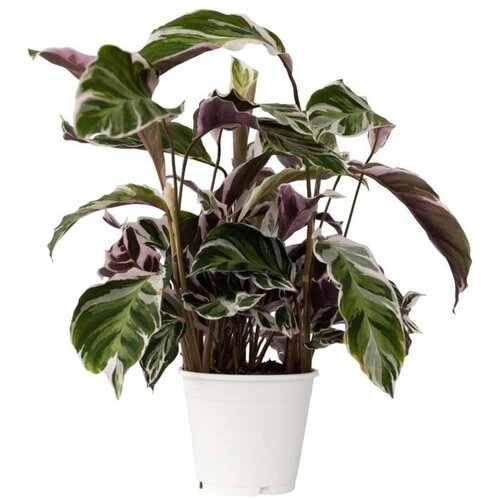 Plant in a Box Kalateja - Calathea Lietzei 'White Fusion' - Višina 30-40cm - ⌀14cm, (21758088) Cene