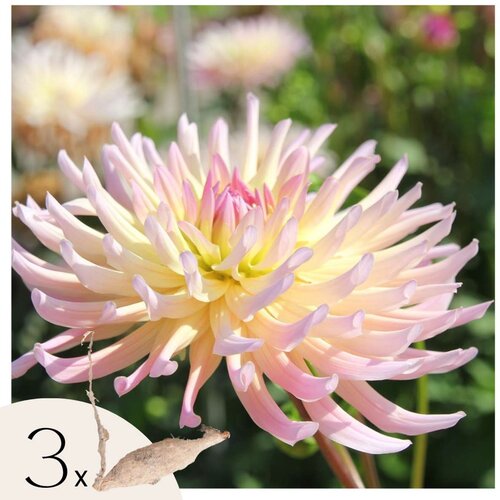 Plant in a Box korenine dalije - 3 kos - dahlia &amp;#039;cabanna banana&amp;#039; - cvetne čebulice, (21757587) Slike