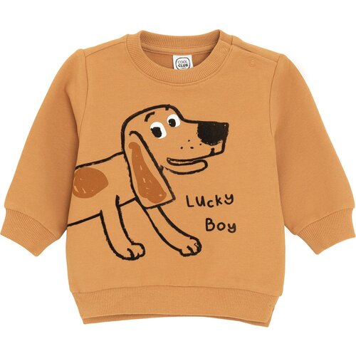 Cool club pulover DR CCB3101076 F rjava 62 Cene