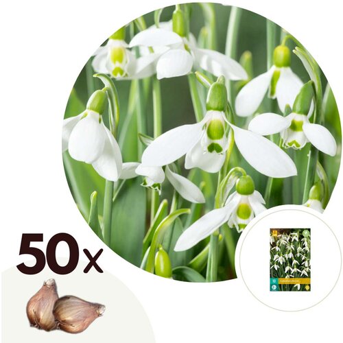 Plant in a Box Zvonček - 50 kos - Galanthus elwesii - Cvetne čebulice - Pamet, (21757021) Cene