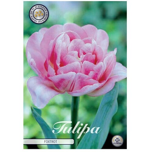 Cvjetne lukovice Tulipan Double Early Foxtrot (Roza, Botanički opis: Tulipa) Slike