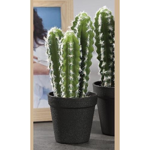 Kaktus 11XH27CM 49711 STAR Slike