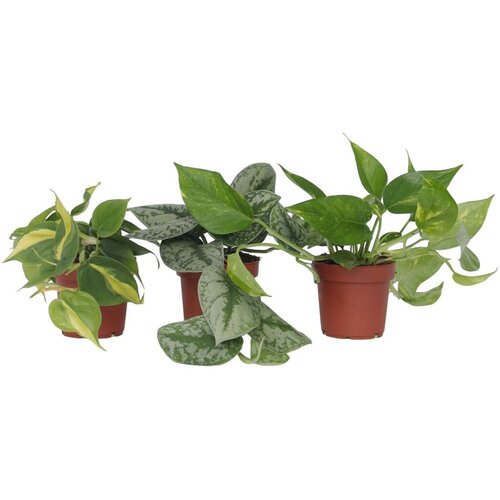 Plant in a Box Rastlinska mešanica - 3 kos - Philodendron, Epipremnum - Višina 25-40cm - ⌀12cm, (21758263) Cene