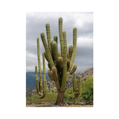 TROPICA Mehiški veliki kaktus