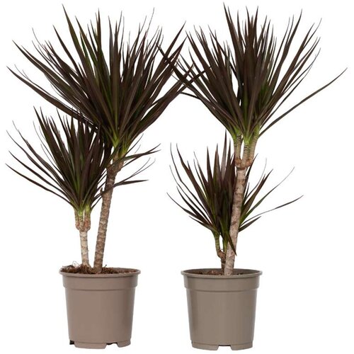 Plant in a Box dracena - 2 kos - dracaena marginata 'magenta' - višina 70-80cm - ⌀17cm, (21757909) Cene