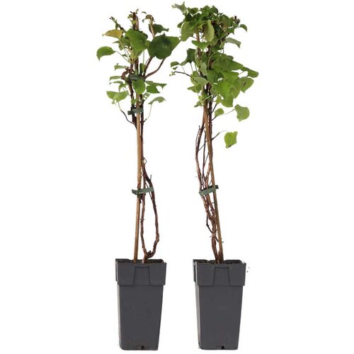 Plant in a Box hortenzija - 2 kos - hydrangea anomale petiolaris - višina 60-70cm - ⌀15cm, (21757595) Cene