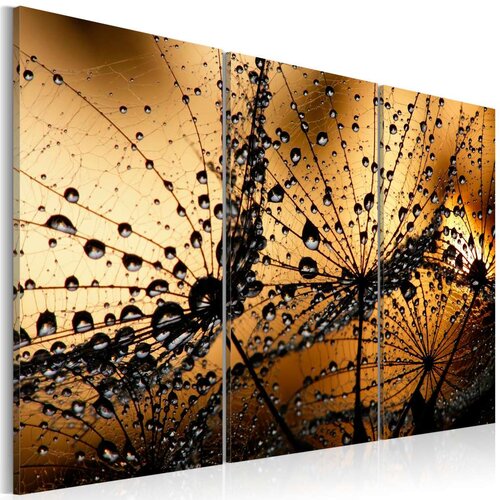  Slika - Dandelions and dew 120x80 Slike