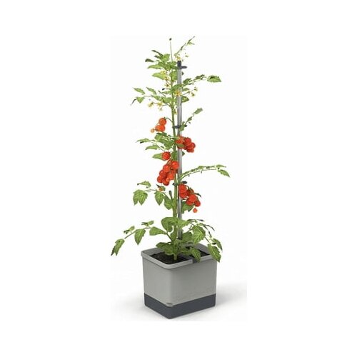 Gusta Garden Komplet rastlinskih loncev TOM TOMATO - svetlo siva Slike