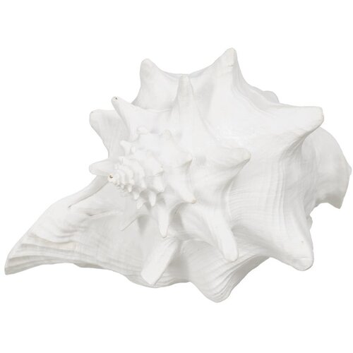 Ixia Kipić od polyresina (visina 13 cm) Seashell – Cijene